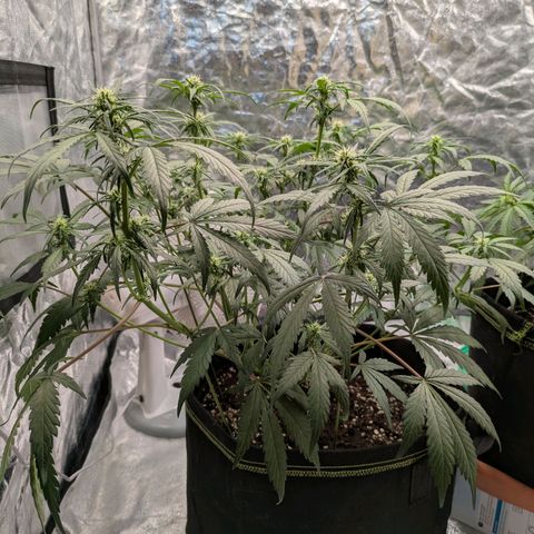 Strawberry Gorilla Auto growlog timeline photo