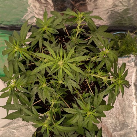 Bruce Banner Auto growlog timeline photo