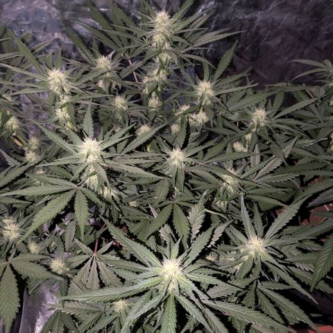 Strawberry Gorilla Auto growlog timeline photo