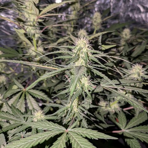 Strawberry Gorilla Auto growlog timeline photo