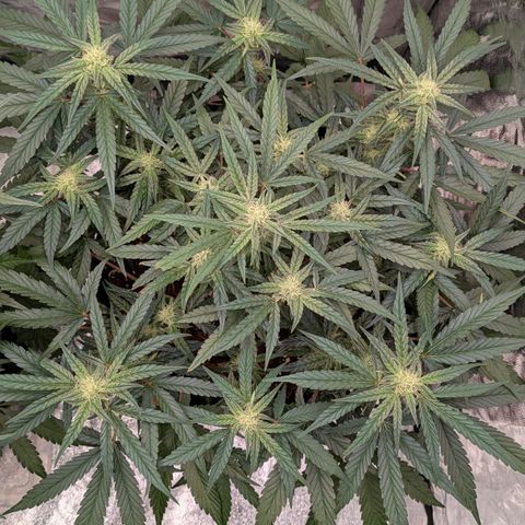 Bruce Banner Auto growlog timeline photo