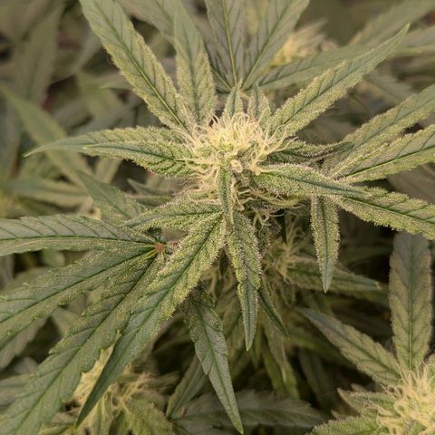 Bruce Banner Auto growlog timeline photo
