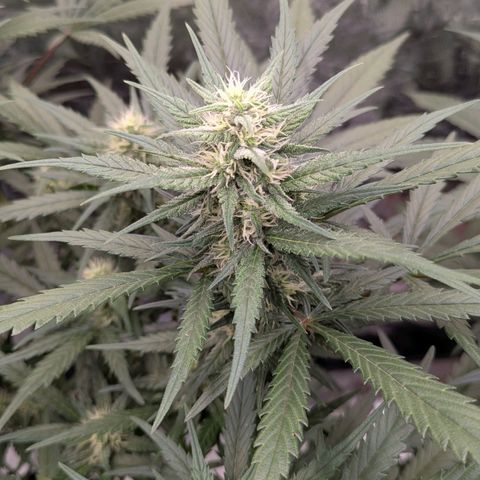 Strawberry Gorilla Auto growlog timeline photo