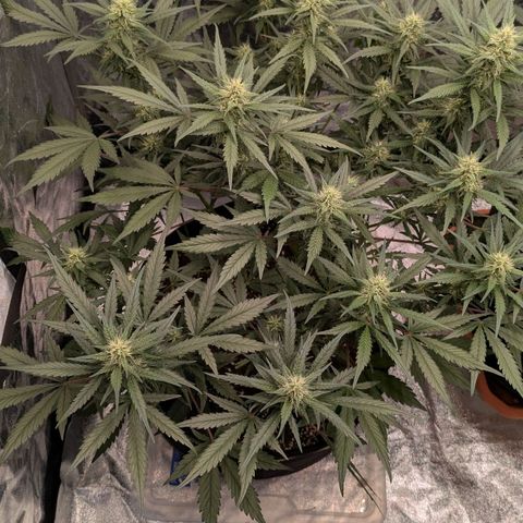 Strawberry Gorilla Auto growlog timeline photo