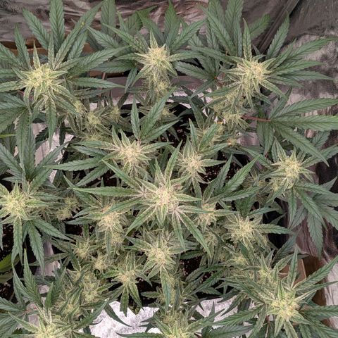 Bruce Banner Auto growlog timeline photo