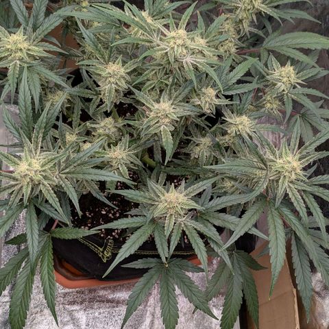 Bruce Banner Auto growlog timeline photo