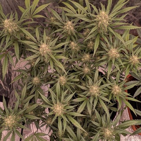 Strawberry Gorilla Auto growlog timeline photo