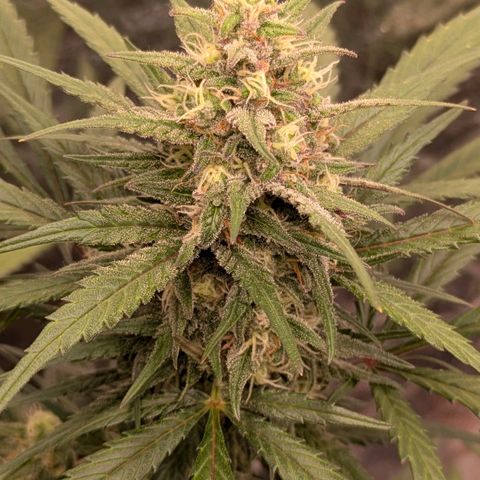 Strawberry Gorilla Auto growlog timeline photo