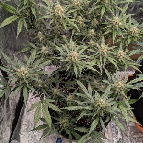 Strawberry Gorilla Auto growlog timeline photo