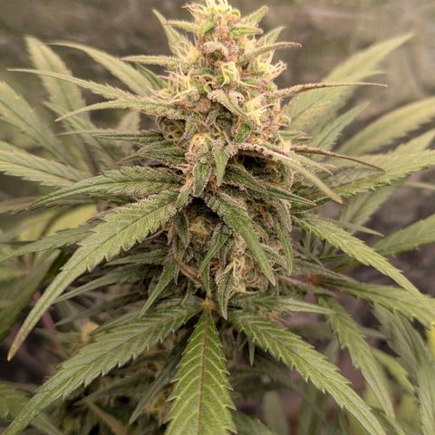 Strawberry Gorilla Auto growlog timeline photo