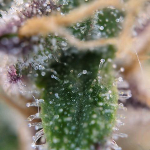 Strawberry Gorilla Auto growlog photo: Trichome check
