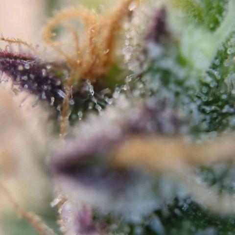 Strawberry Gorilla Auto growlog photo: Trichome check