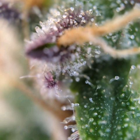 Strawberry Gorilla Auto growlog photo: Trichome check