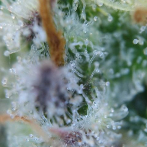 Bruce Banner Auto growlog photo: Trichome check
