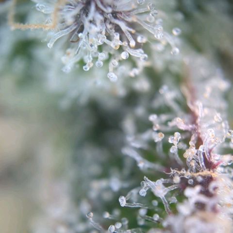 Bruce Banner Auto growlog photo: Trichome check