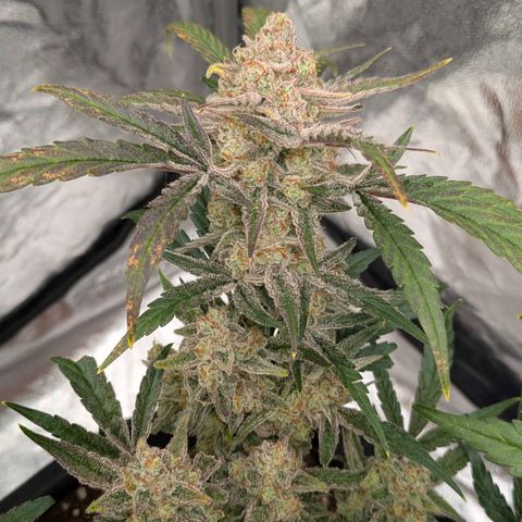 Bruce Banner Auto growlog timeline photo