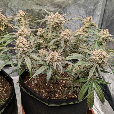 Bruce Banner Auto growlog timeline photo