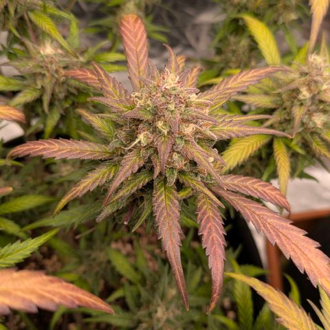 Strawberry Gorilla Auto growlog timeline photo
