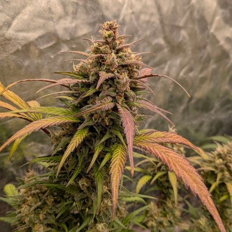 Strawberry Gorilla Auto growlog timeline photo