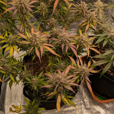 Strawberry Gorilla Auto growlog timeline photo