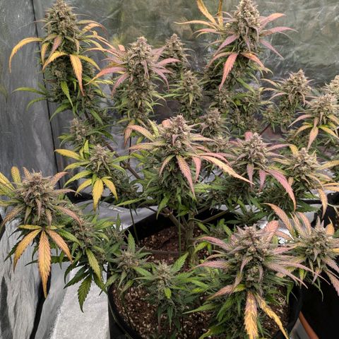Strawberry Gorilla Auto growlog timeline photo