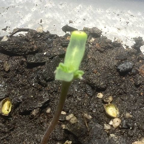 Colômbia gold growlog photo