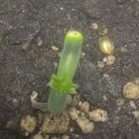 Colômbia gold growlog photo