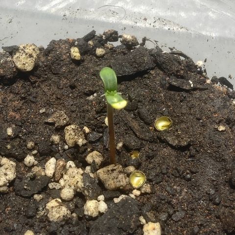 Colômbia gold growlog photo