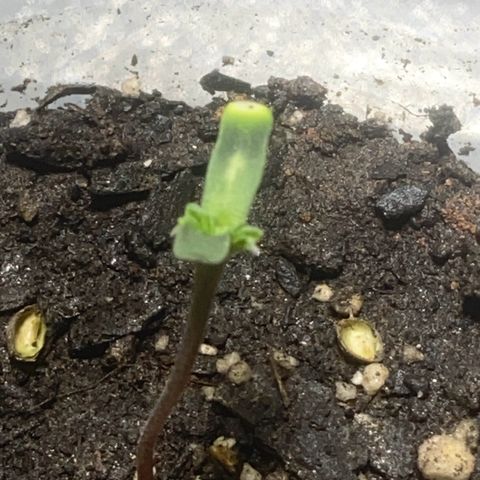 Colômbia gold growlog photo