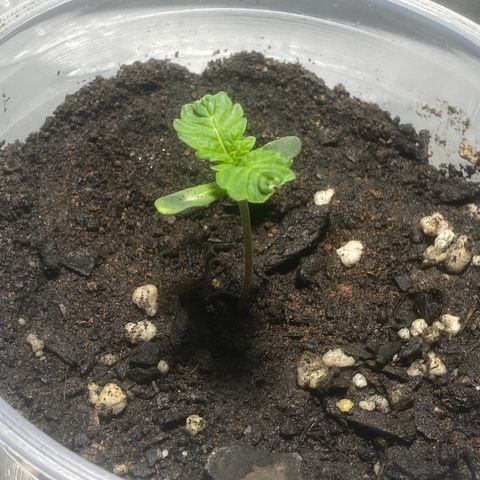 Colômbia gold growlog timeline photo