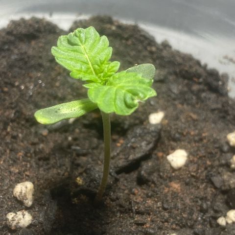 Colômbia gold growlog photo