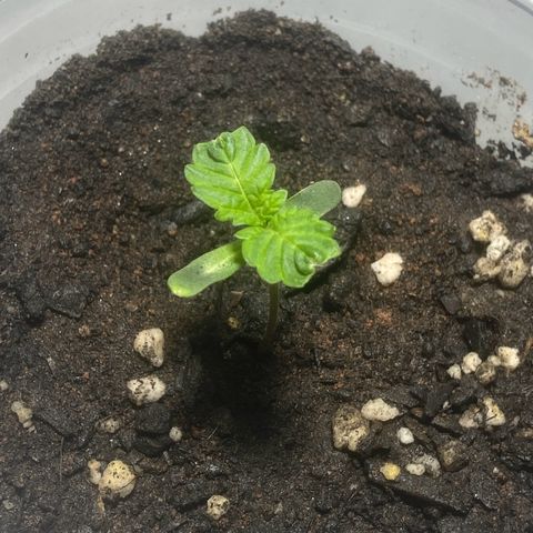 Colômbia gold growlog timeline photo