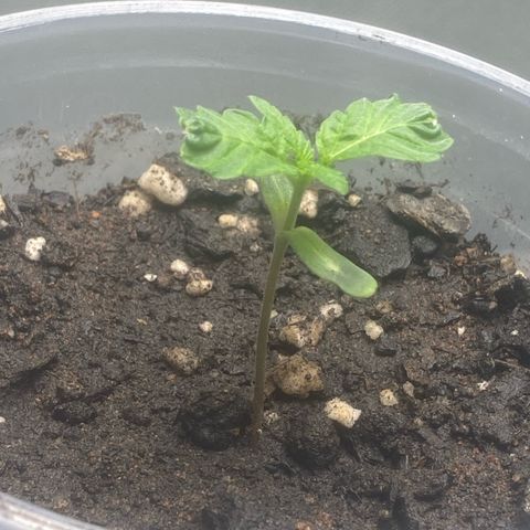 Colômbia gold growlog timeline photo