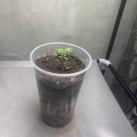 Colômbia gold growlog timeline photo