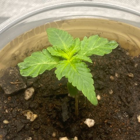 Colômbia gold growlog timeline photo