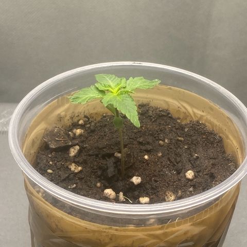 Colômbia gold growlog timeline photo
