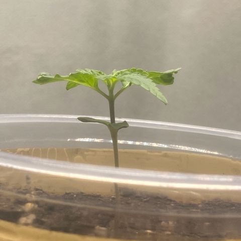 Colômbia gold growlog timeline photo