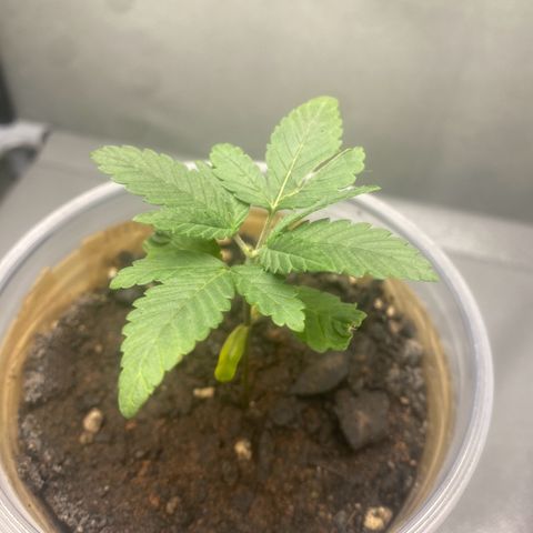Colômbia gold growlog timeline photo