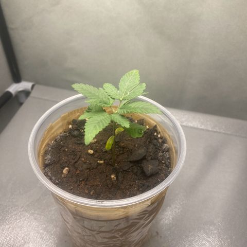Colômbia gold growlog timeline photo
