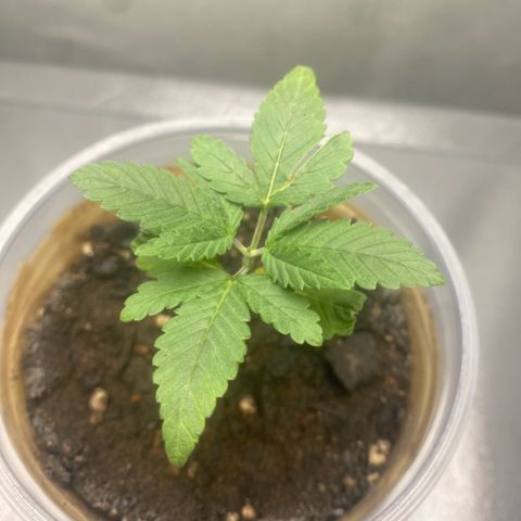Colômbia gold growlog timeline photo