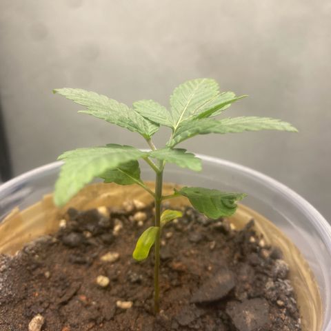 Colômbia gold growlog timeline photo