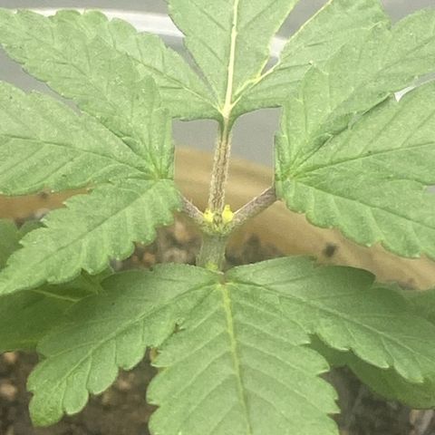 Colômbia gold growlog photo: 1 dia após a poda top
Dia 15 de vida
Já apareceu as duas novas ramificações 