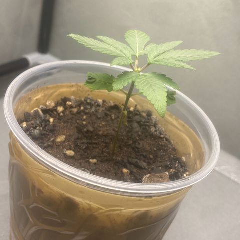 Colômbia gold growlog photo: 1 dia após a poda top
Dia 15 de vida
Já apareceu as duas novas ramificações 