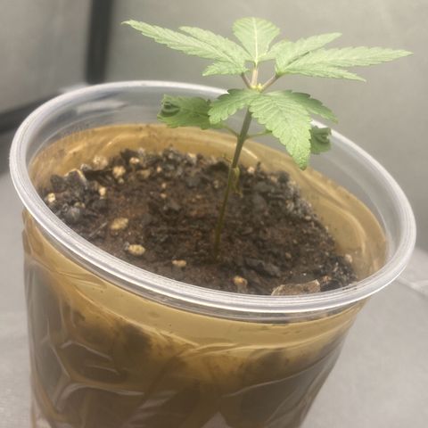 Colômbia gold growlog photo: 1 dia após a poda top
Dia 15 de vida
Já apareceu as duas novas ramificações 