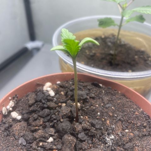 Purple Kush growlog timeline photo