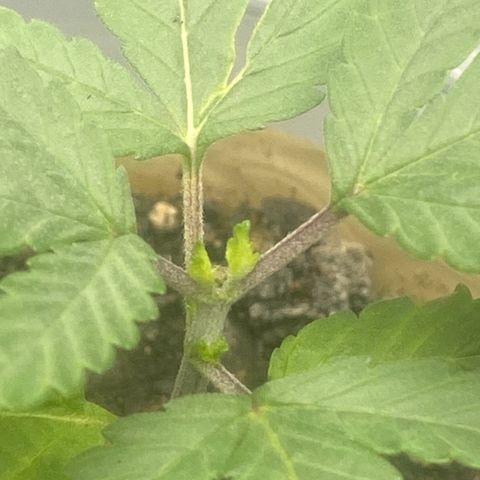 Colômbia gold growlog photo: Resultado poda top 