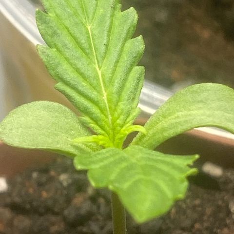 Purple Kush growlog timeline photo