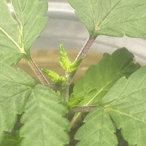 Colômbia gold growlog timeline photo