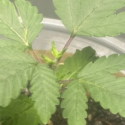 Colômbia gold growlog timeline photo