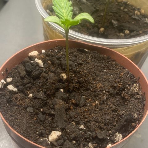 Purple Kush growlog timeline photo